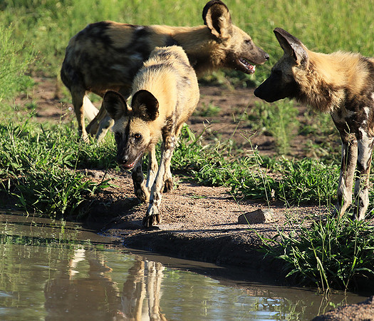 Londolozi Game Reserve