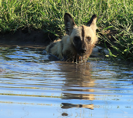 At Londolozi game reserve