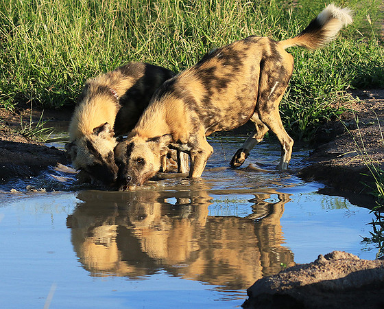 At Londolozi game reserve