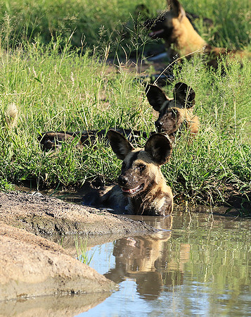 Londolozi Game Reserve