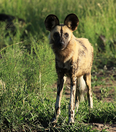 Londolozi Game Reserve