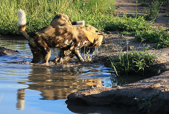 At Londolozi game reserve