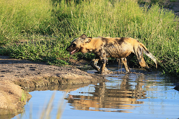 At Londolozi game reserve