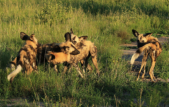 At Londolozi game reserve