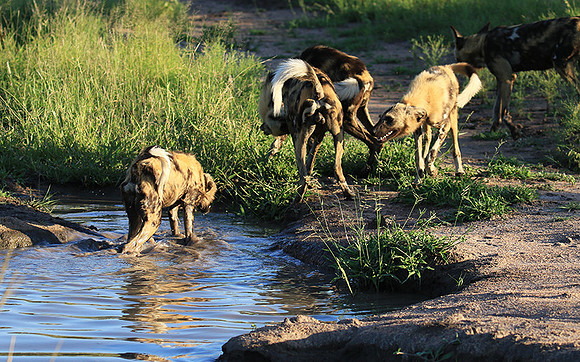 At Londolozi game reserve