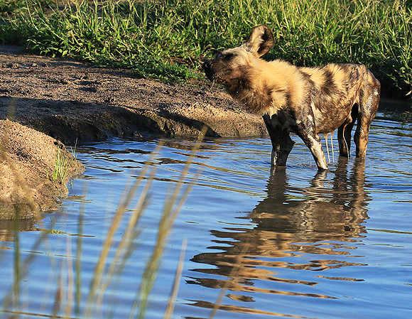 Londolozi game reserve