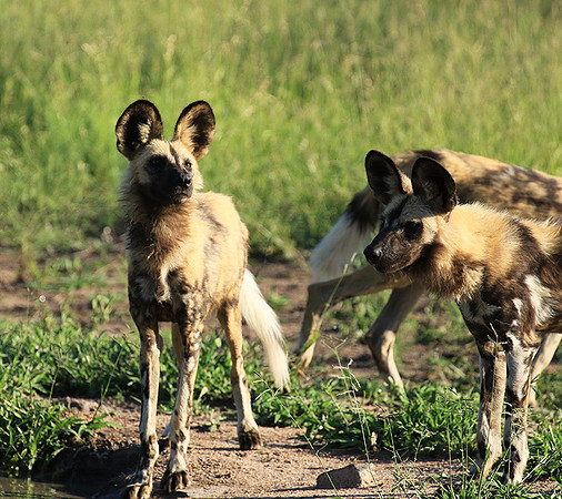 Londolozi Game Reserve