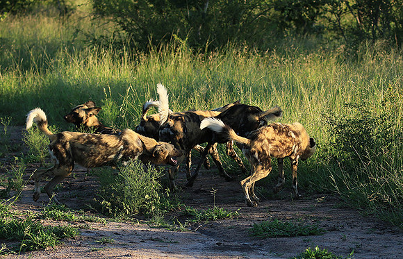 At Londolozi game reserve