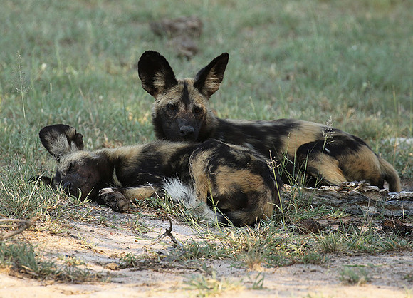 At Lion Sands