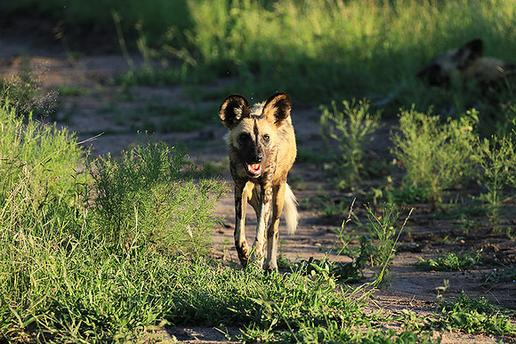 At Londolozi game reserve