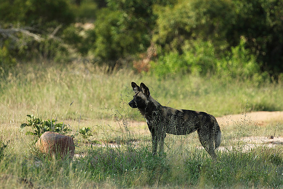 At Lion Sands