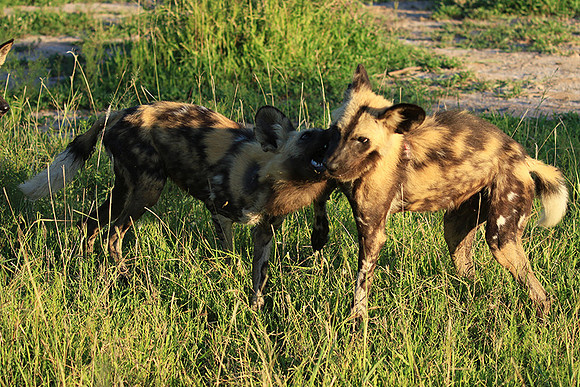 At Londolozi game reserve