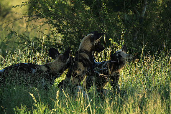 At Londolozi game reserve