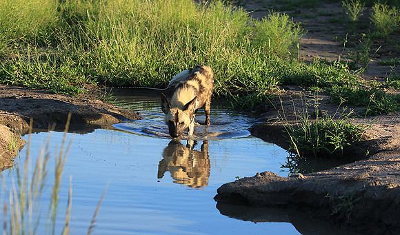 Londolozi game reserve