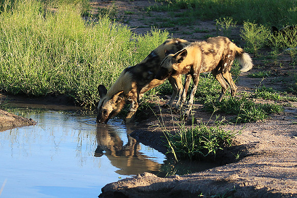 At Londolozi game reserve