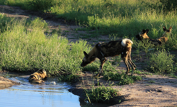 At Londolozi game reserve