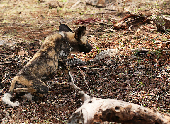 At Madikwe game reserve