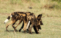 At Lion Sands