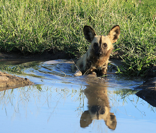 At Londolozi game reserve