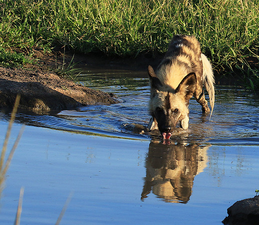 Londolozi game reserve