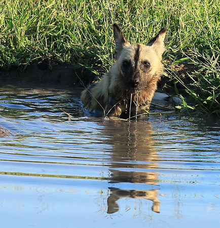 At Londolozi game reserve