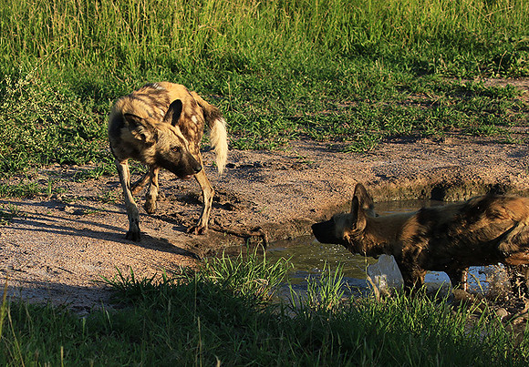 At Londolozi game reserve