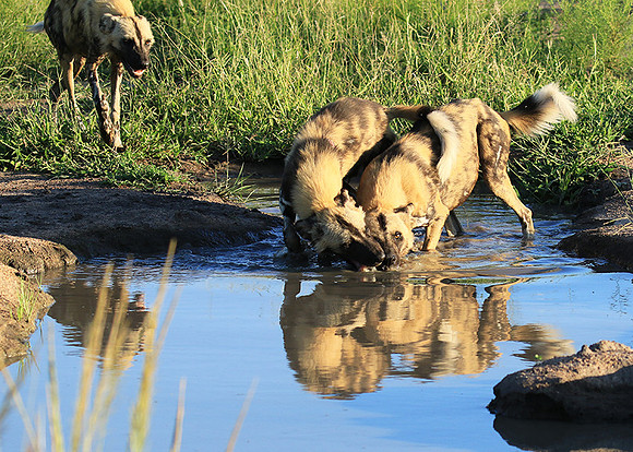 At Londolozi game reserve