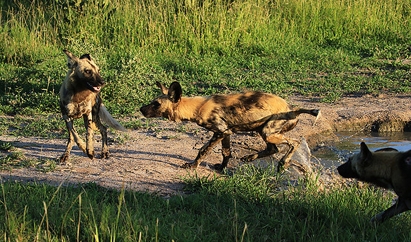 At Londolozi game reserve