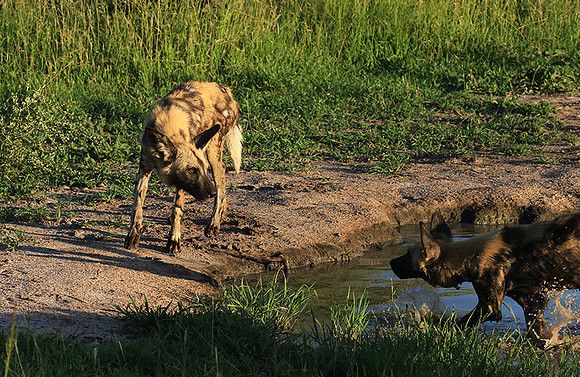 At Londolozi game reserve