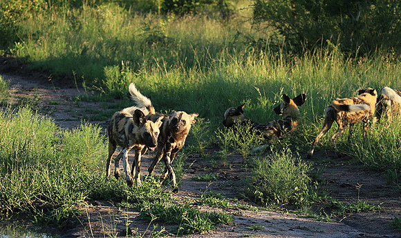 At Londolozi game reserve