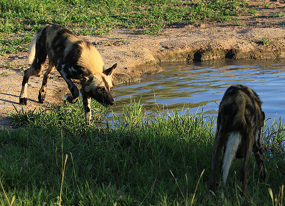 At Londolozi game reserve