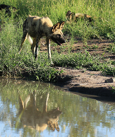 Londolozi Game Reserve