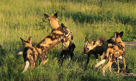 At Londolozi game reserve
