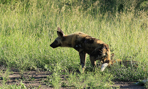 Londolozi Game Reserve