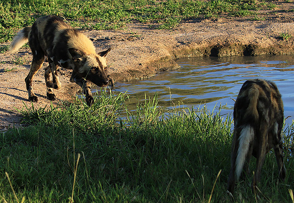 At Londolozi game reserve