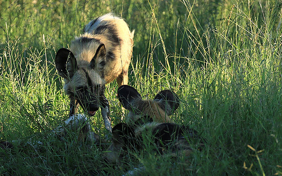 Londolozi Game Reserve