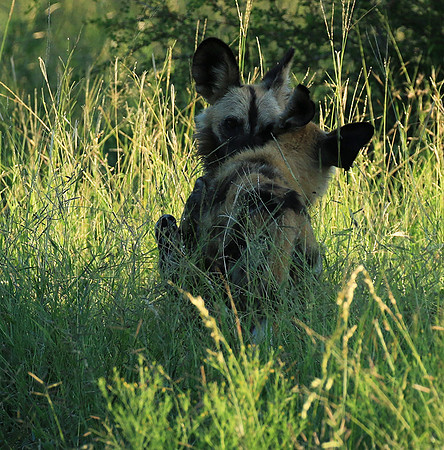 At Londolozi game reserve