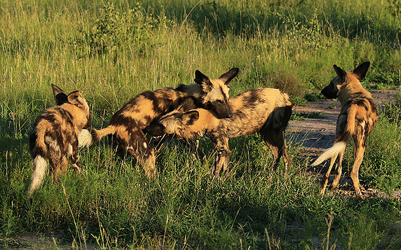 At Londolozi game reserve