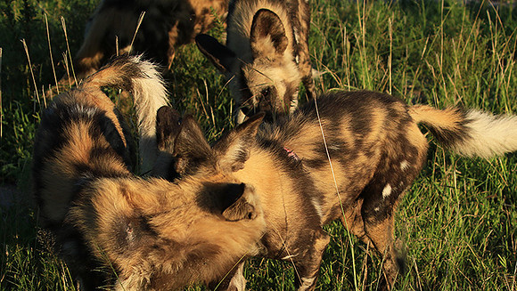 At Londolozi game reserve