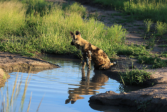 Londolozi game reserve