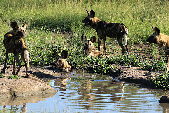 At Londolozi game reserve