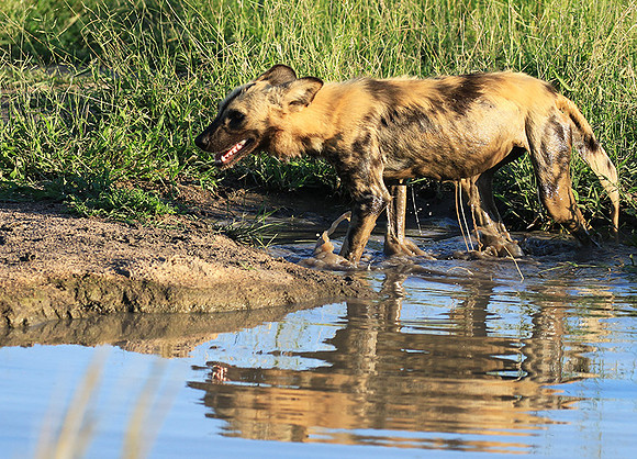 At Londolozi game reserve