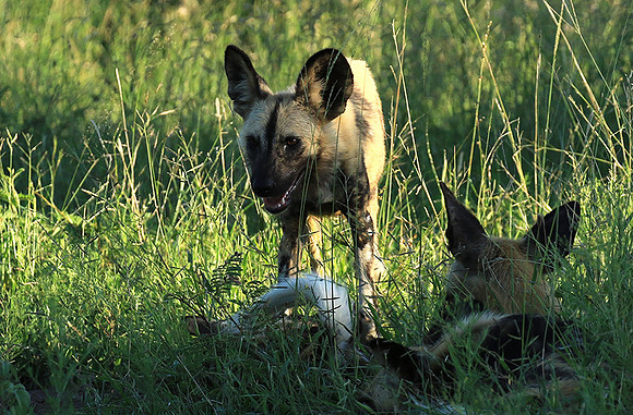 Londolozi Game Reserve