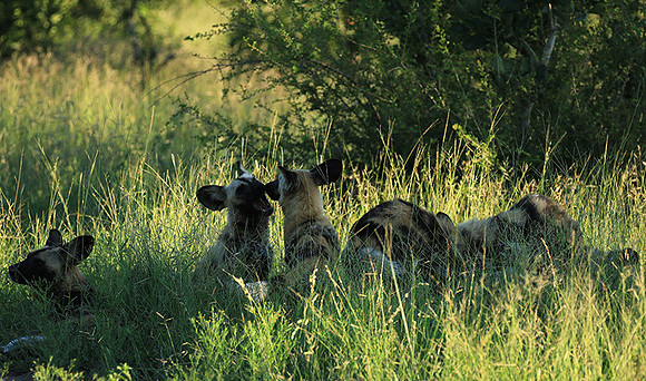 At Londolozi game reserve