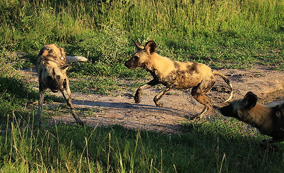 At Londolozi game reserve