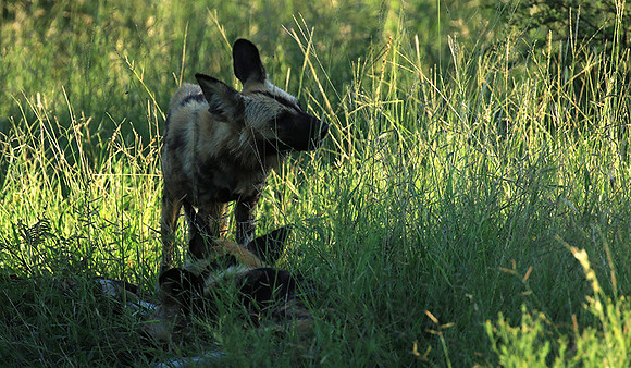 Londolozi Game Reserve