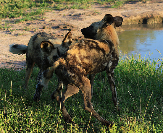 At Londolozi game reserve