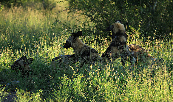 At Londolozi game reserve