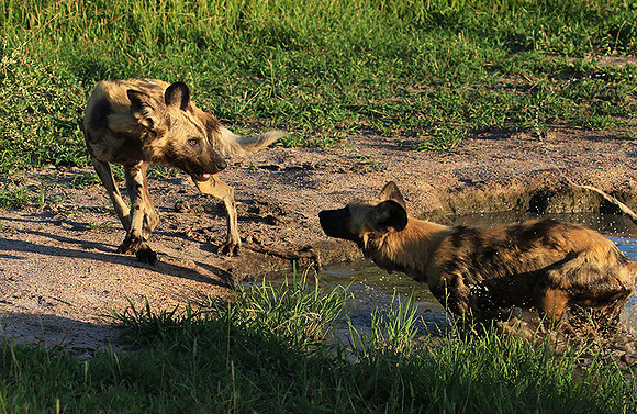At Londolozi game reserve