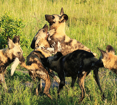 At Londolozi game reserve